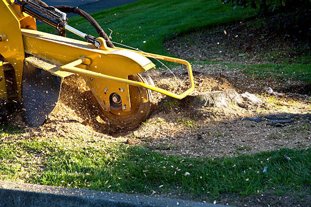 How Our Tree Care Process Works  in Hawley, PA