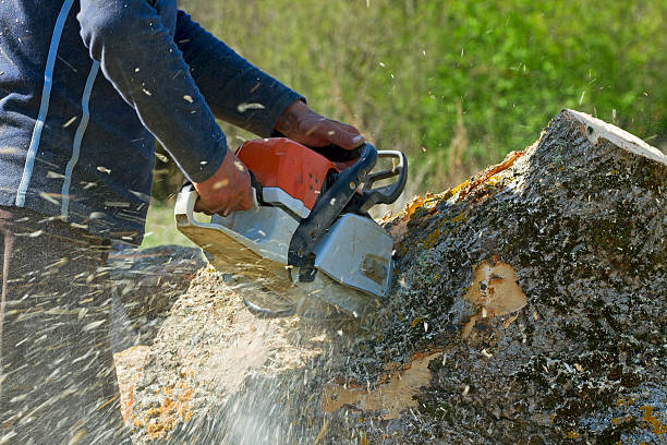 Best Tree Disease Treatment  in Hawley, PA